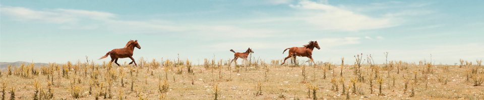 Horse Equinegenomics