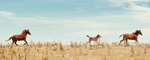 Horse Equinegenomics
