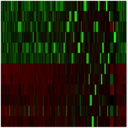 Transcriptome Profile